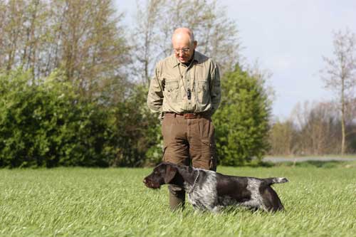 Bracco Tedesco in Ferma - Cane da caccia